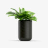 Tedo Emporium Bonsai with Vase