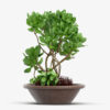 Strella Bonsai Tree With Stands