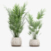 Emporium Bonsai Tree Set Organic